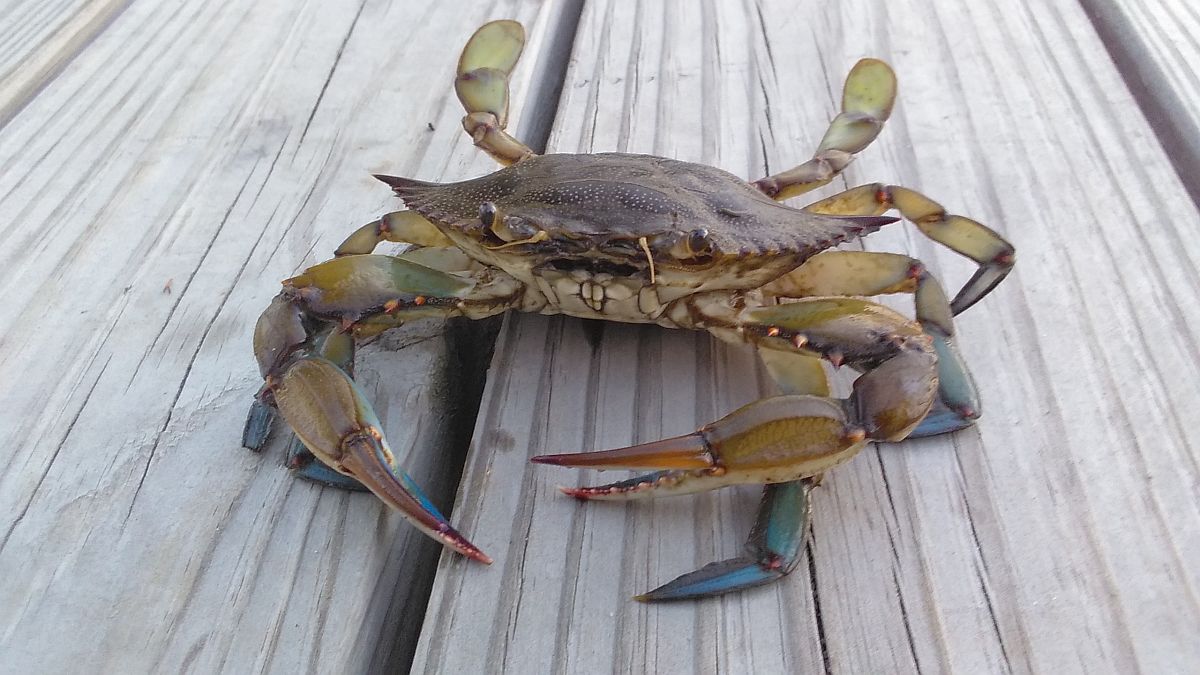 Maryland Blue Crab season begins WGMD