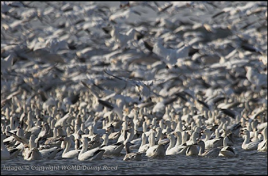 geese-image-copyright-wgmd-donny-reed