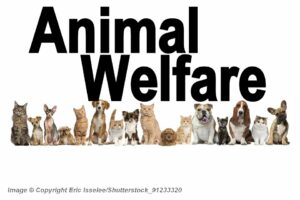 Animal Welfare