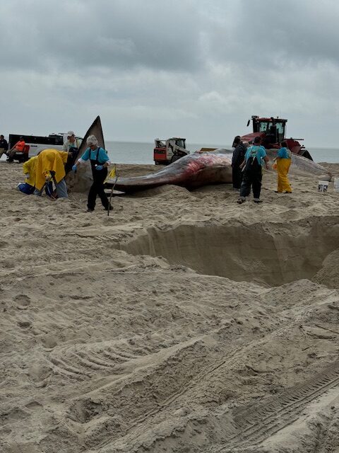 UPDATED: Fin Whale Beached North of Indian River Inlet – WGMD