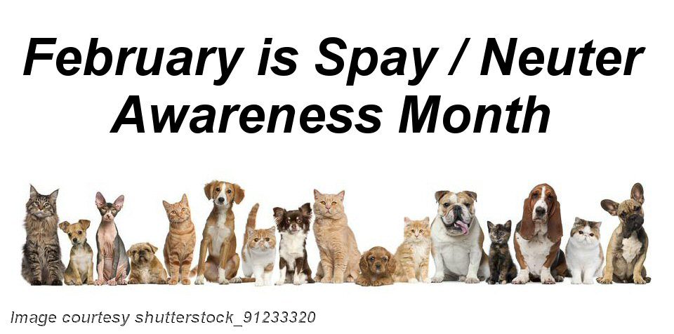 Spay Days Available for Income-Eligible Delawareans with Pets – WGMD