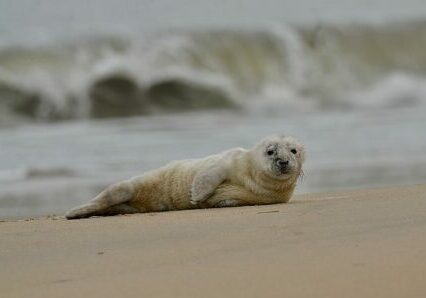 02-13-24 MERR Cape Henlopen seal rescue