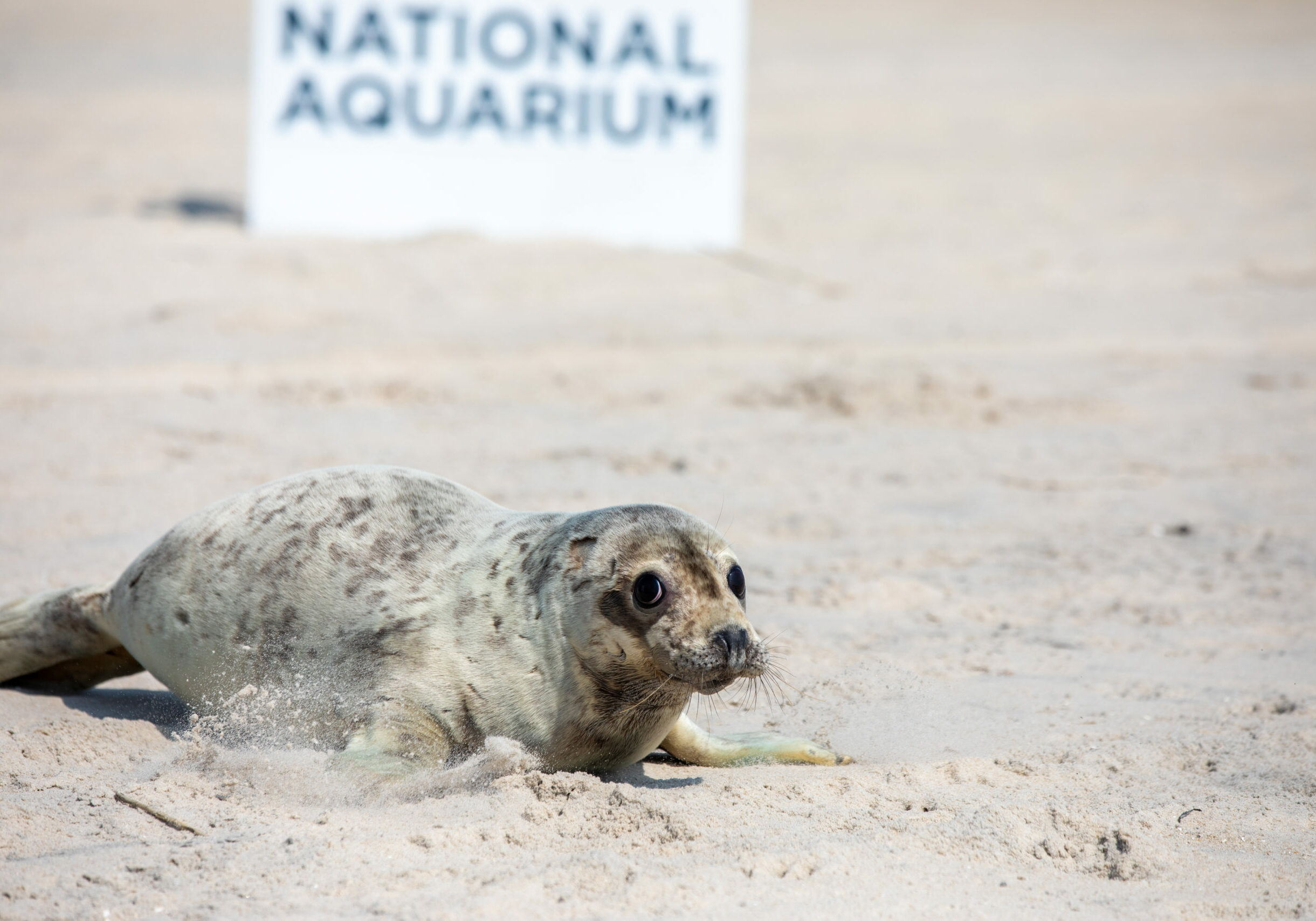 Rescue seal Tom Sawyer is released at Assateague State Park | August 11, 2021 Courtesy of Theresa Keil, National Aquarium. NOAA Permit 18786-04