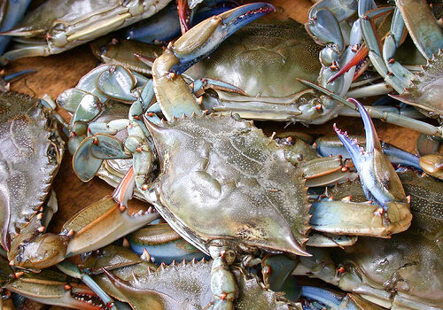 blue crabs