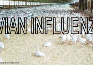 Avian Influenza