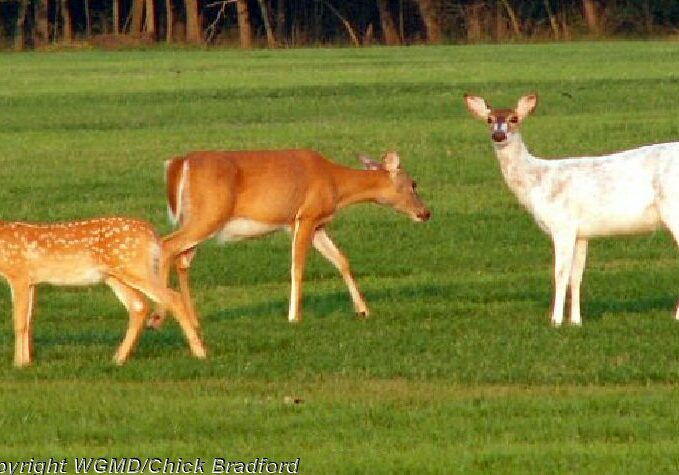 CapeDeer-Image Copyright WGMD-Chick Bradford