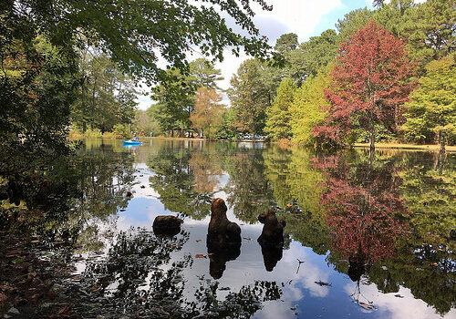 DNR Maryland Tree Program