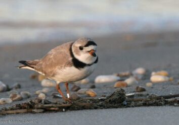 DNREC-PipingPloverOnFowlerBeach