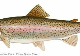 DNREC-RainbowTrout