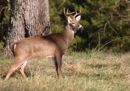 Photo by Steve Edwards, submitted to the 2018 Maryland DNR Photo Contest