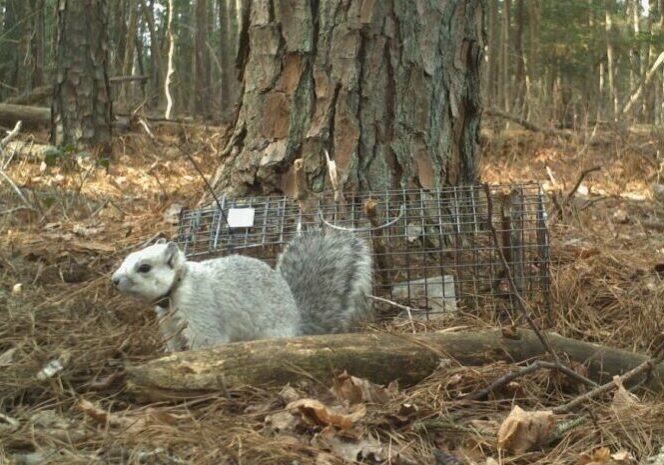 Delmarva Fox Squirrels are moving into new habitat in Sussex County to bolster the species’ numbers in Delaware (photo courtesy of Delaware Department of Natural Resources)