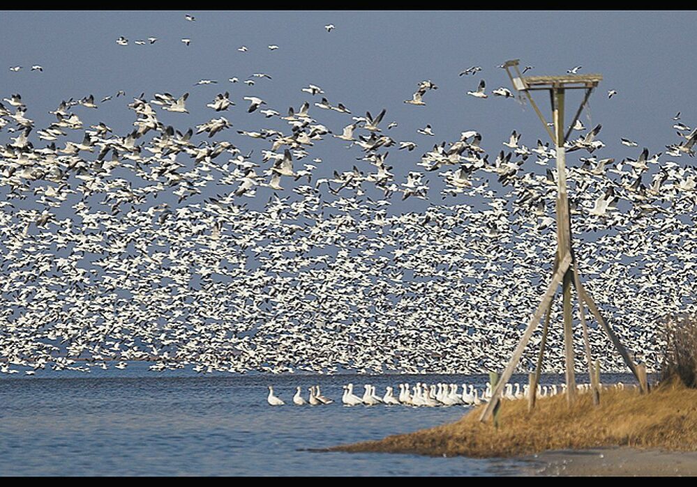 Donny Reed - Ocean City - from 2006 - Geese taking flight over Assawoman Bay