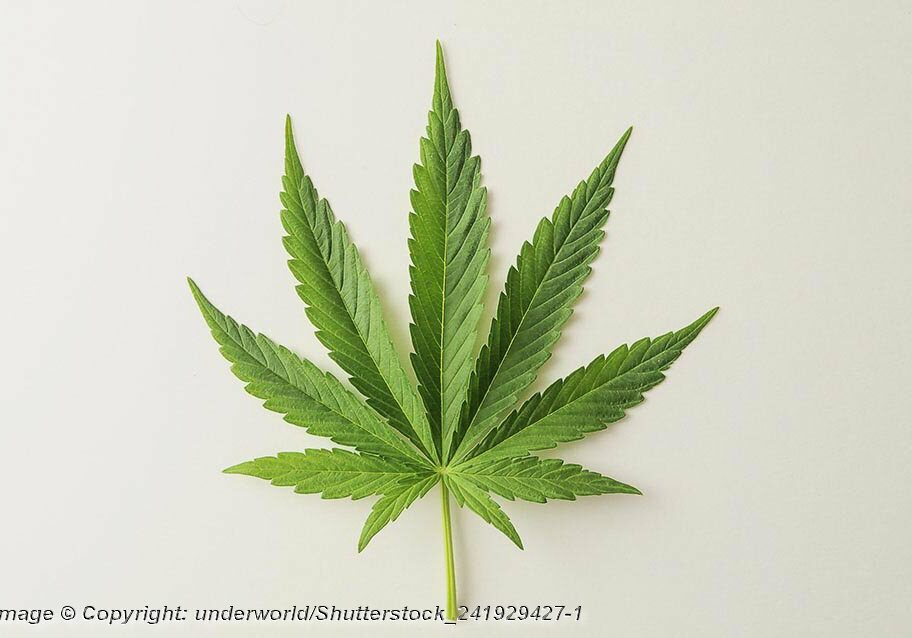 Green Fresh Marijuana Leaf with Seven Tips - Photo: © Copyright: underworld/Shutterstock