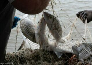 Maryland Department of Natural Resources biologists survey and tag striped bass in the Chesapeake Bay as part of the annual survey of the population