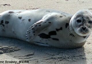 Young, male harp seal rescued from beach at North Shores in Rehoboth Beach