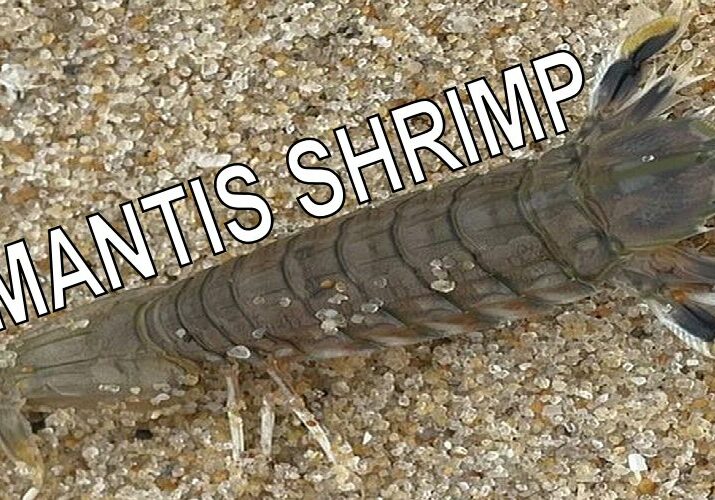 MantisShrimp-cover