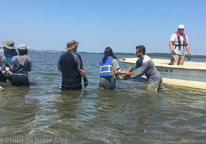 Recycled Oyster Reef - Little Assawoman Bay