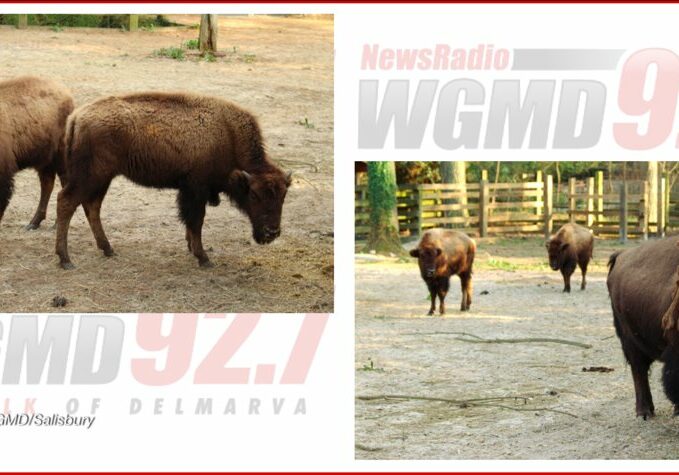 Salisbury-Zoo-Bison