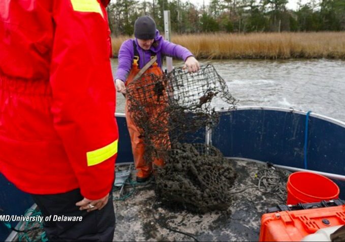 Ghost Crab Pots UD