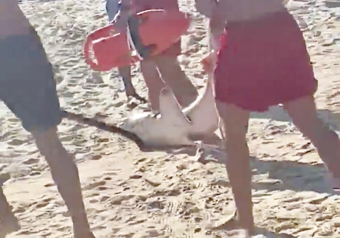 Rehoboth Beach Patrol disposing of a shark that washed ashore Sunday in Rehoboth Beach.