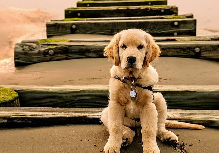 Stephen Hujsa - Milton - "Freddie" - service dog in training in Rehoboth Beach