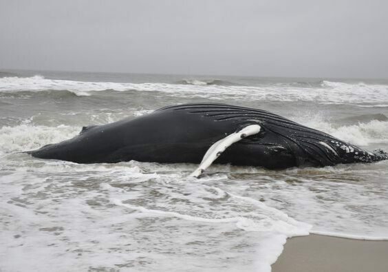 Photo courtesy of Assateague Island National Seashore