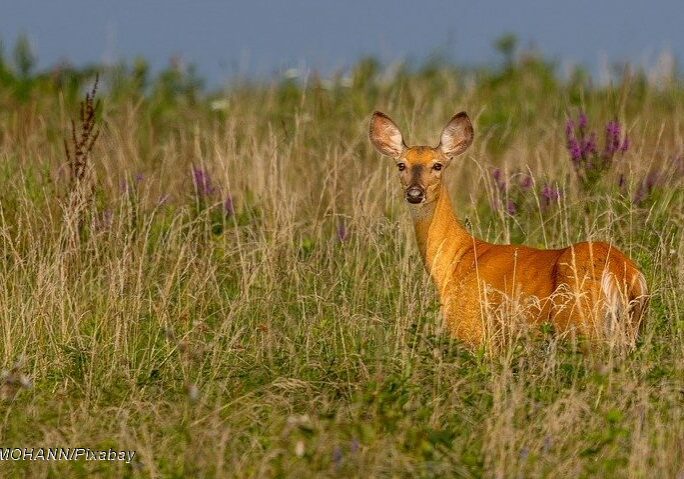 White-tailed deer 2