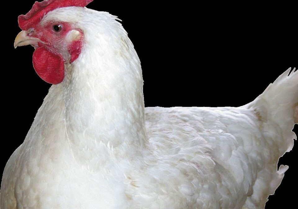 chicken_PNG2157