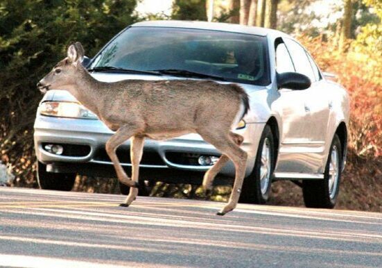 deer car