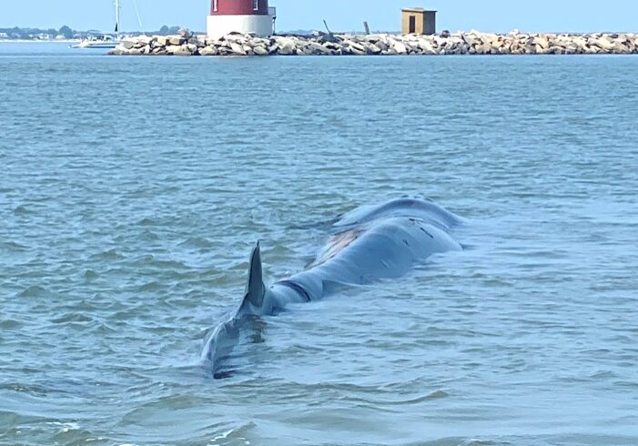 A fin whale stranded on a sandbar near the Delaware Breakwater East End Lighthouse on the inner breakwater. Image courtesy Rob Rector/MERR Institute